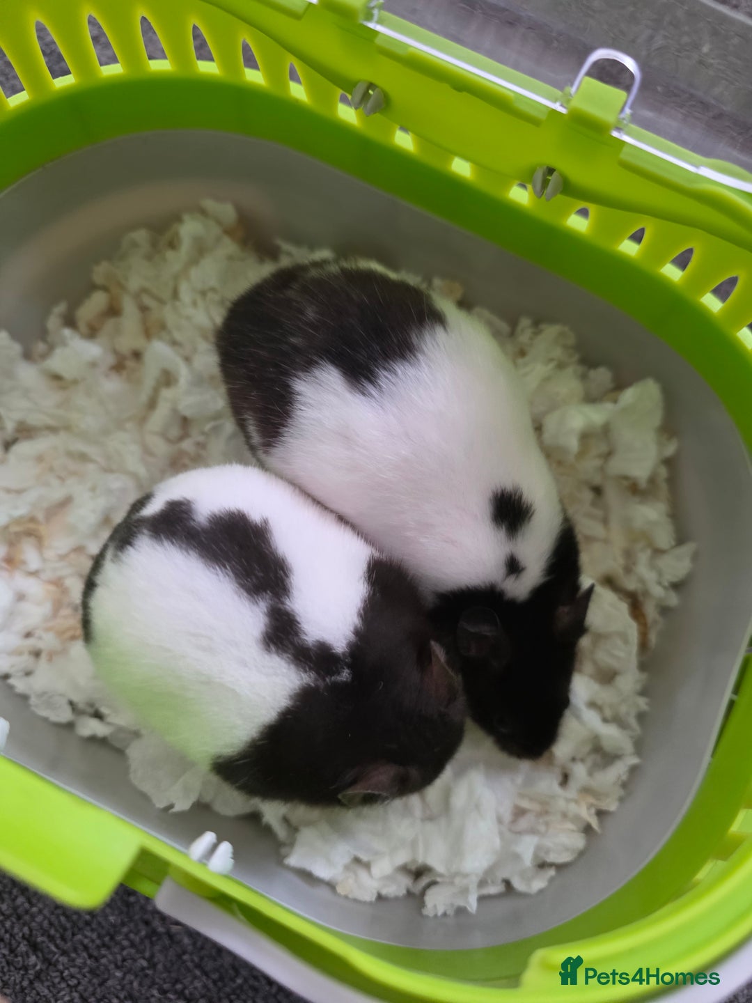Hamster rodents for sale: Mixes Hamster Syrian in Thornton Heath - Image 6