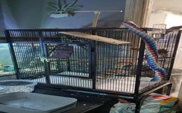 Parrots birds for sale: alexandrine parrot  - Advert 5