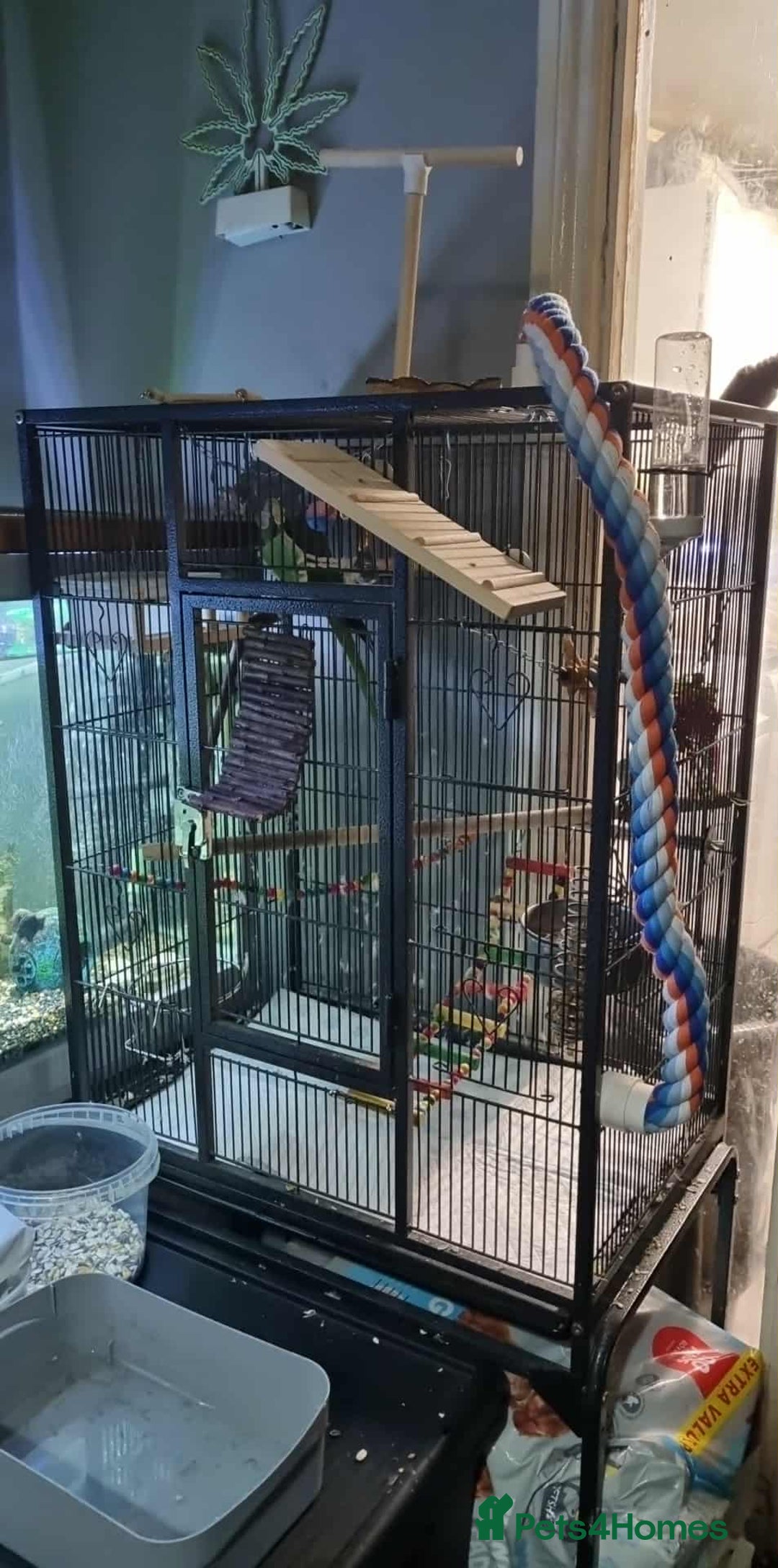 Parrots birds for sale: alexandrine parrot  - Advert 5