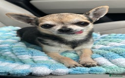 Chihuahua dogs for sale: Buddy the chihuahua looking for loving home - Image 1