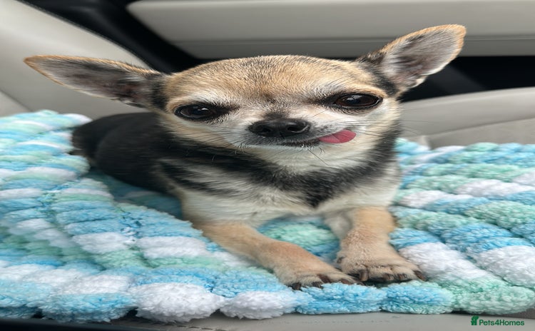 Chihuahua dogs - Advert 4
