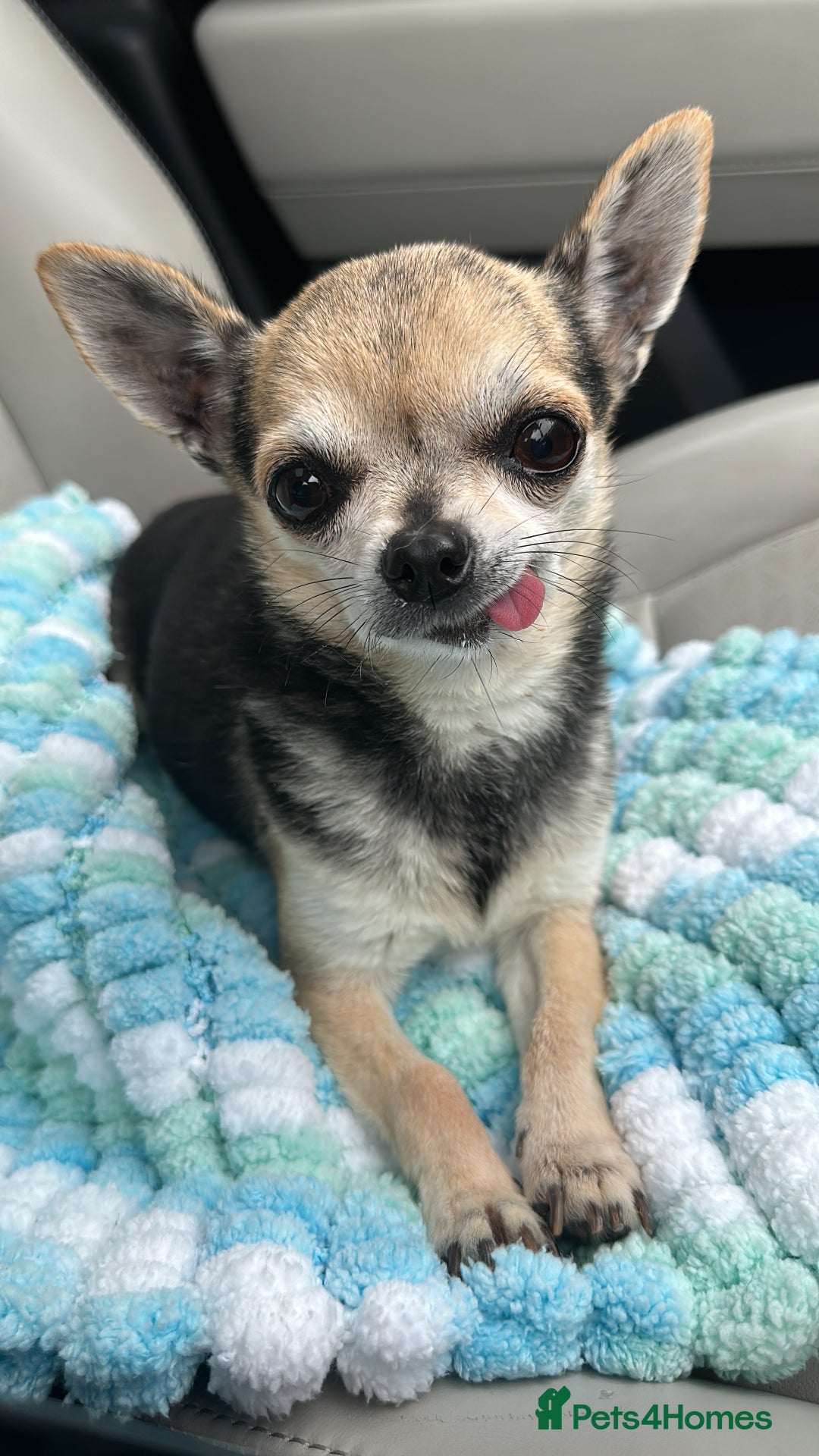 Chihuahua dogs for sale: Buddy the chihuahua looking for loving home - Image 1