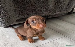 Dachshund dogs for sale: Miniature dachshund  - Image 16
