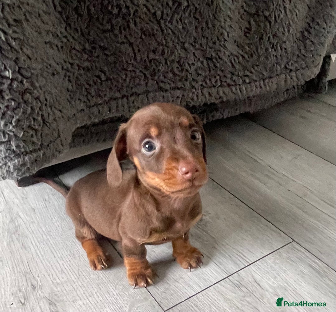 Dachshund dogs for sale: Miniature dachshund  - Image 16