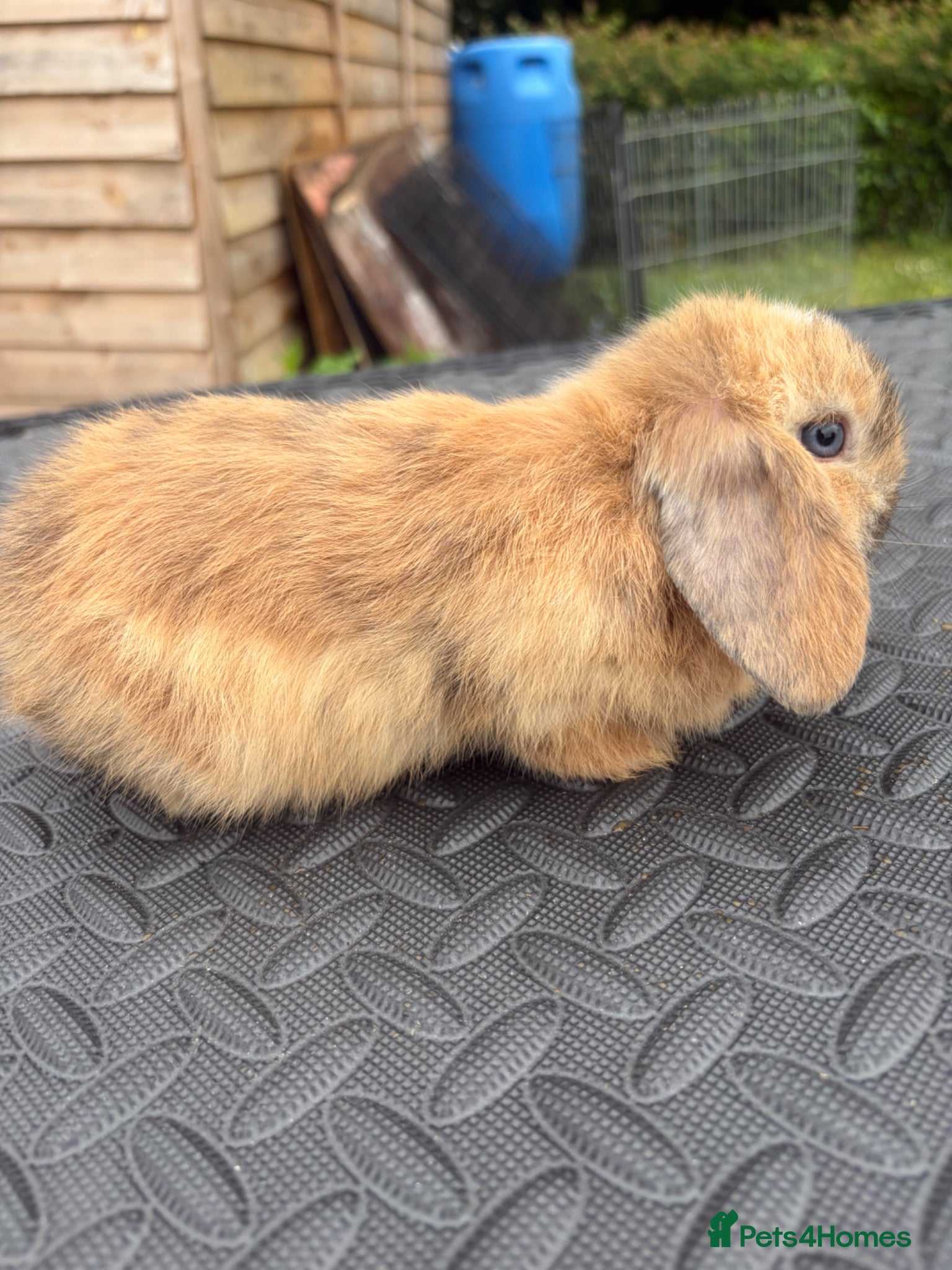 Mini Lop rabbits for sale: Mini Lops for sale  - Advert 4