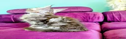Maine Coon cats for sale: Pedigreed Maine Coon kittens - Advert 8