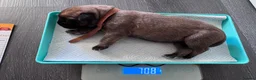 Bullmastiff dogs for sale: Purebred Bullmastiff puppies - 3 Boys and 3 girls - Advert 9