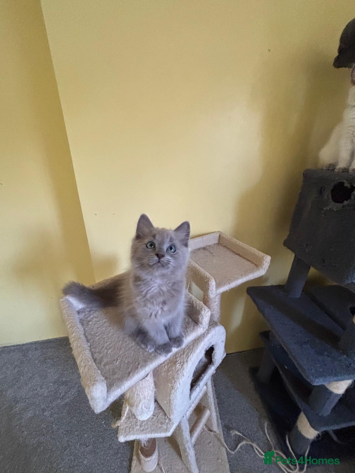 Ragdoll cats 🌟RAGDOLL KITTENS 🌟 - Advert 1