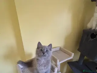 Ragdoll cats 🌟RAGDOLL KITTENS 🌟 - Advert 2