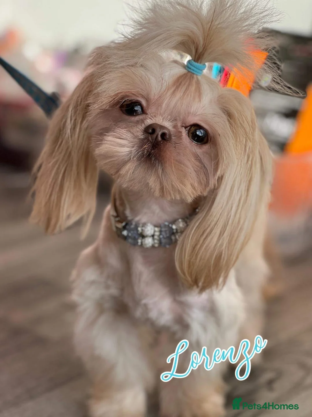 Shih Tzu dogs for stud: LAVENDER Tiniest lavender stud in Wales  in Cardiff - Advert 6