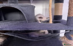 Ragdoll cats for sale: Ragdoll kittens for sale in Romford - Image 17