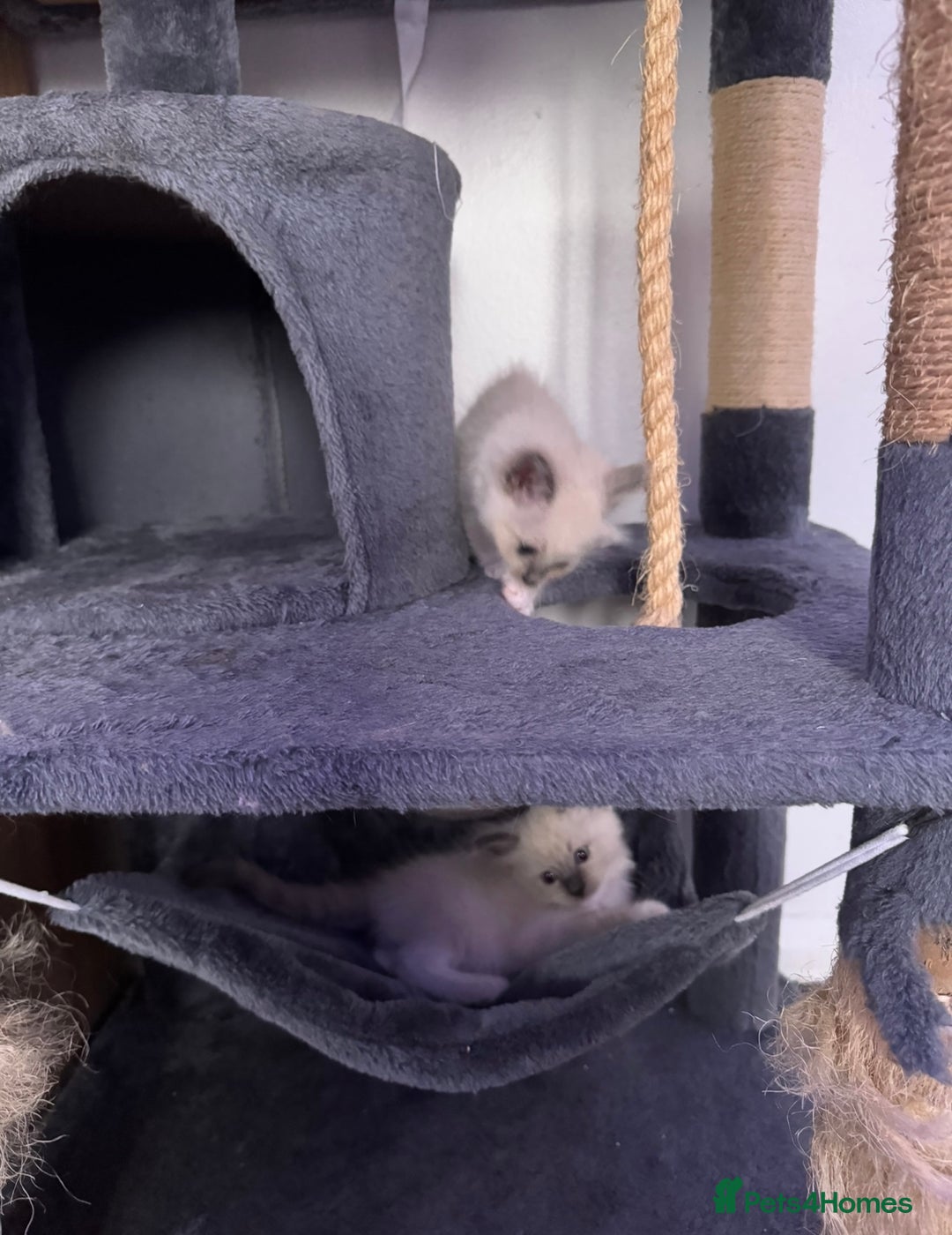 Ragdoll cats for sale: Ragdoll kittens for sale in Romford - Image 17