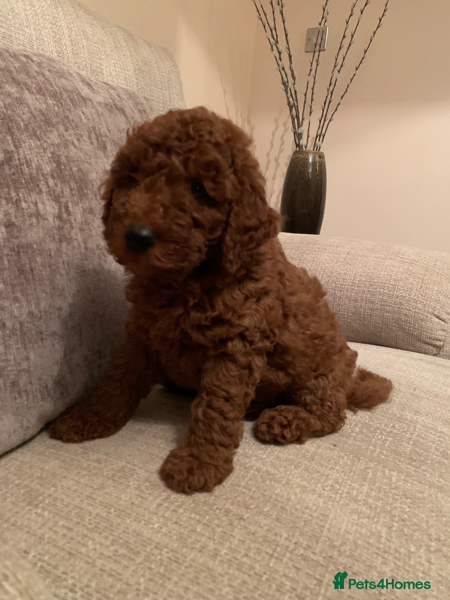Labradoodle dogs Miniature Labradoodles  - Advert 2