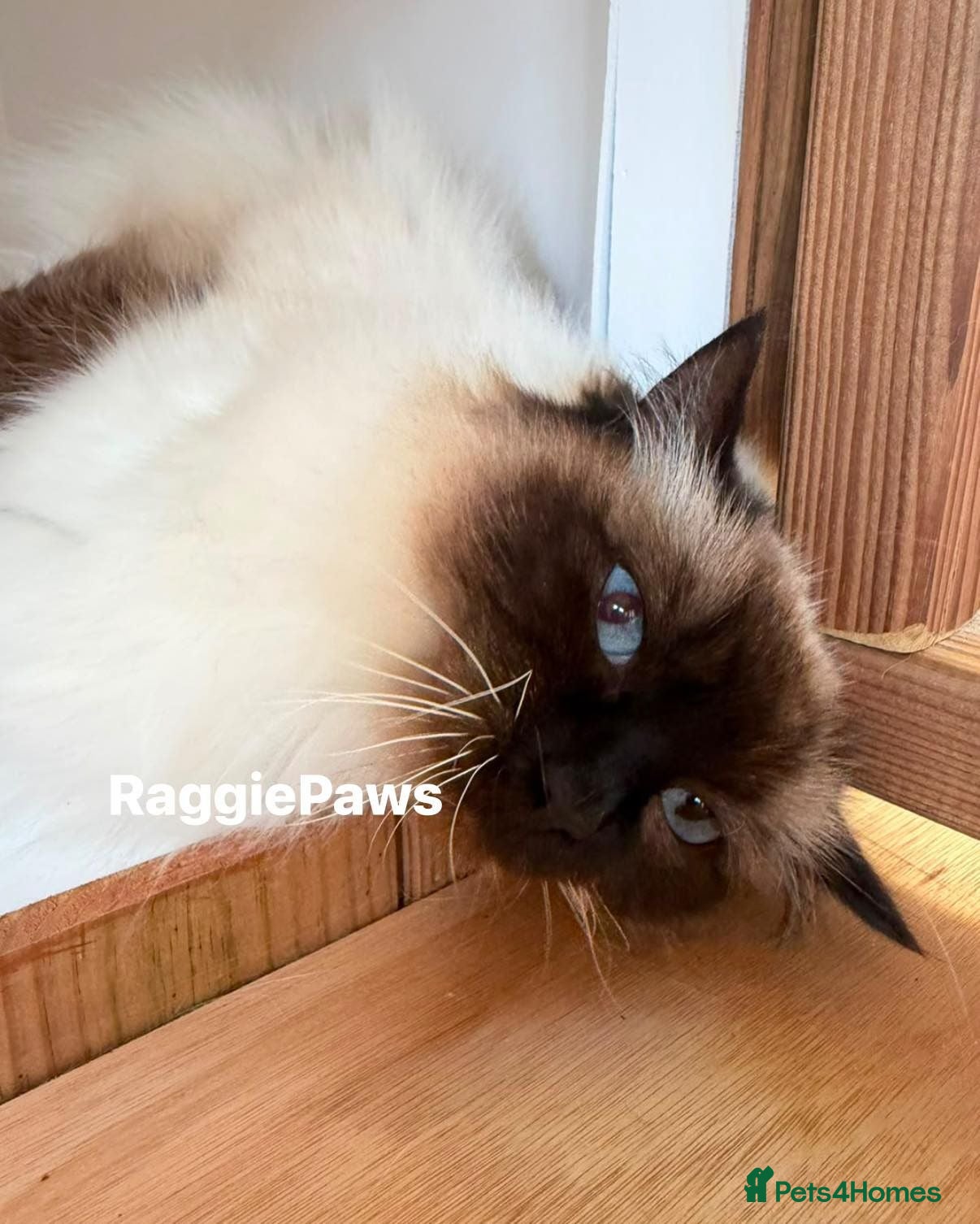 Ragdoll cats Meet Lola Lovely Seal Mitted Ragdoll - Advert 6