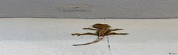 Gecko reptiles for sale: Baby crested geckos  - Advert 5