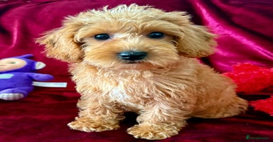 Maltipoo dogs - Advert 3