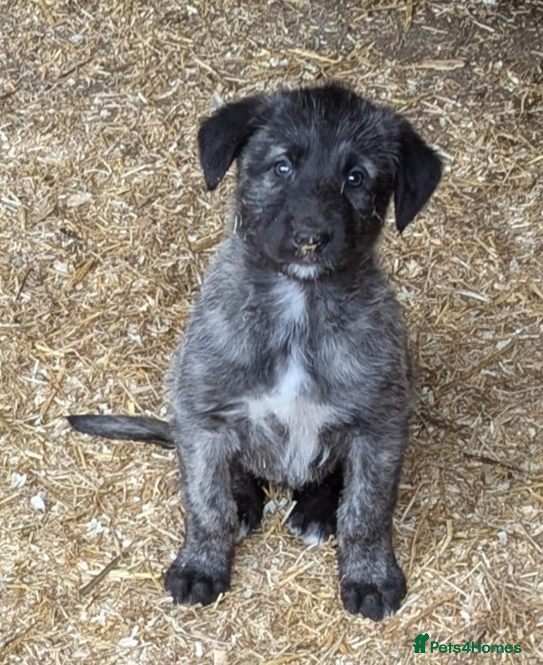Wolfhound Rearfront Irish Wolfhound German Shepherd Mix Puppies For Sale  Wolfhound Dog Irish Wolfhound German Shepherd, image size:1080x1323