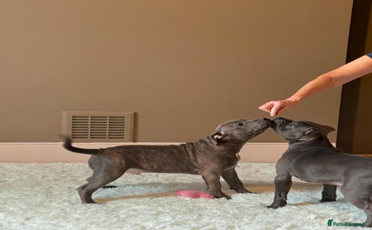 Staffordshire Bull Terrier dogs - Advert 3