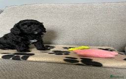 Cockapoo dogs for sale: Cockapoo puppies  - Image 9