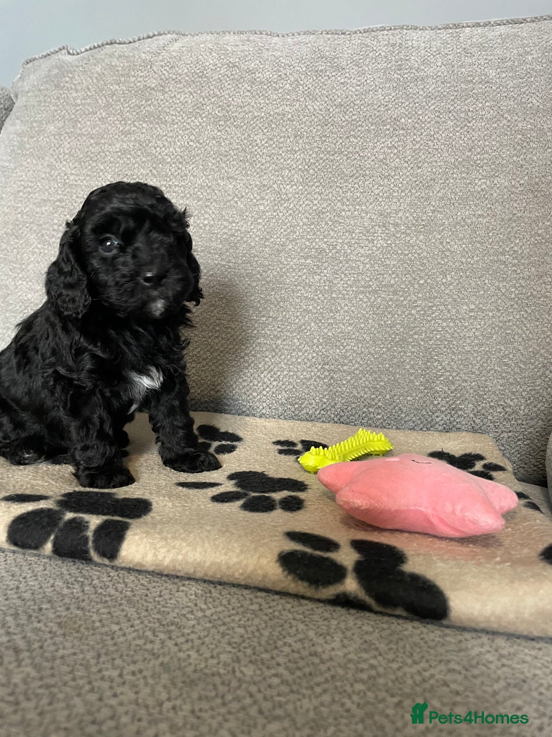 Cockapoo dogs for sale: Cockapoo puppies  - Image 9