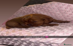 Cocker Spaniel dogs for sale: Red cocker spaniel  - Image 11