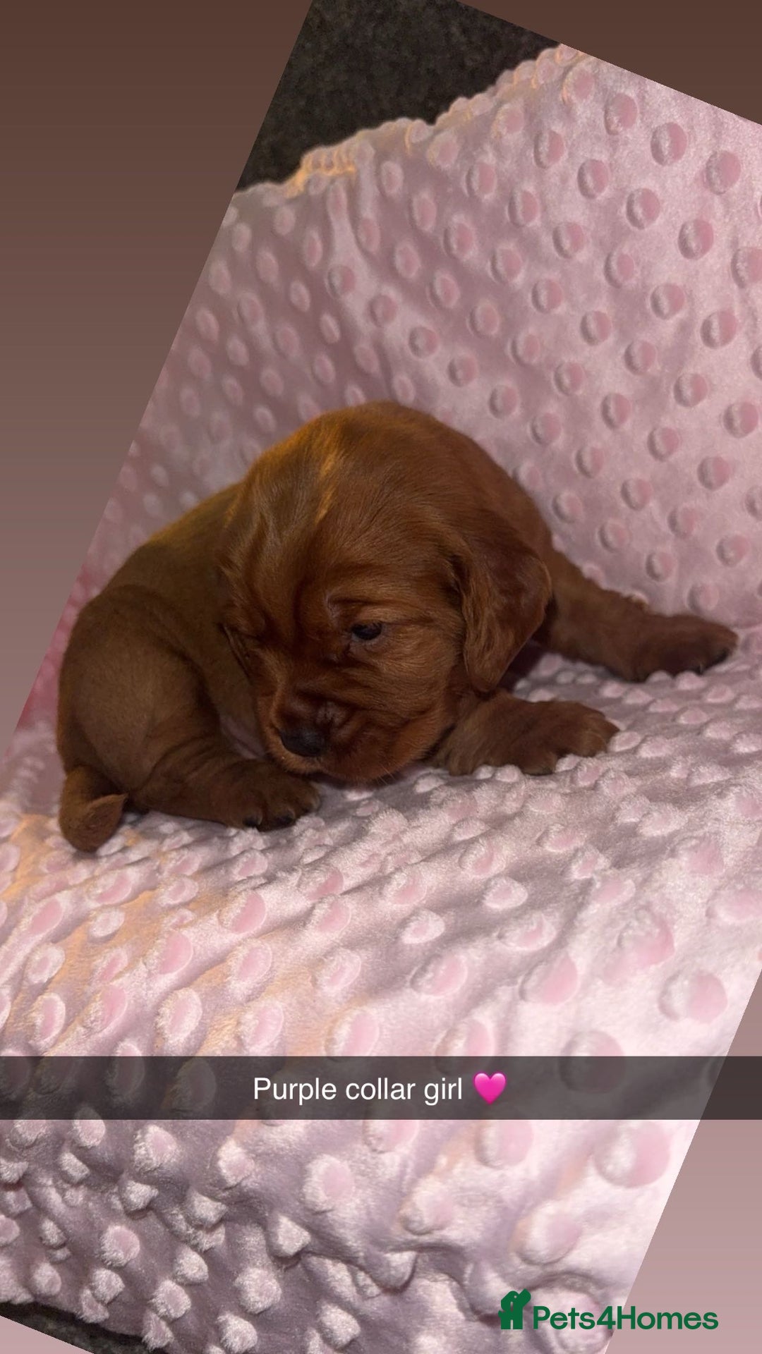 Cocker Spaniel dogs for sale: Red cocker spaniel  - Image 11