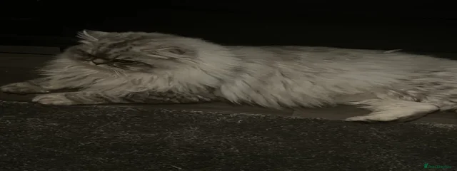 Kenzo 
