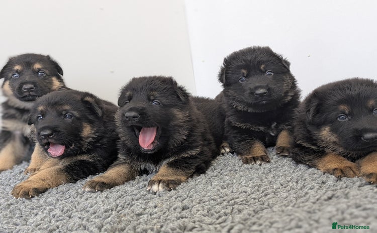 German Shepherd dogs - Advert 1