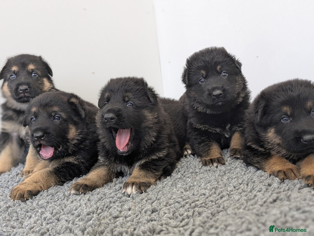 German Shepherd dogs for sale: KC Health Tested Pups From Champion Lines 🏆 - Image 1