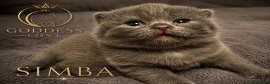 SIMBA