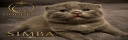 British Shorthair cats for sale: Amazing Pedigree British Shorthair Kittens  - Advert 32