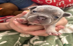 French Bulldog dogs for sale: Lilic and Isabella frenchies - Image 2