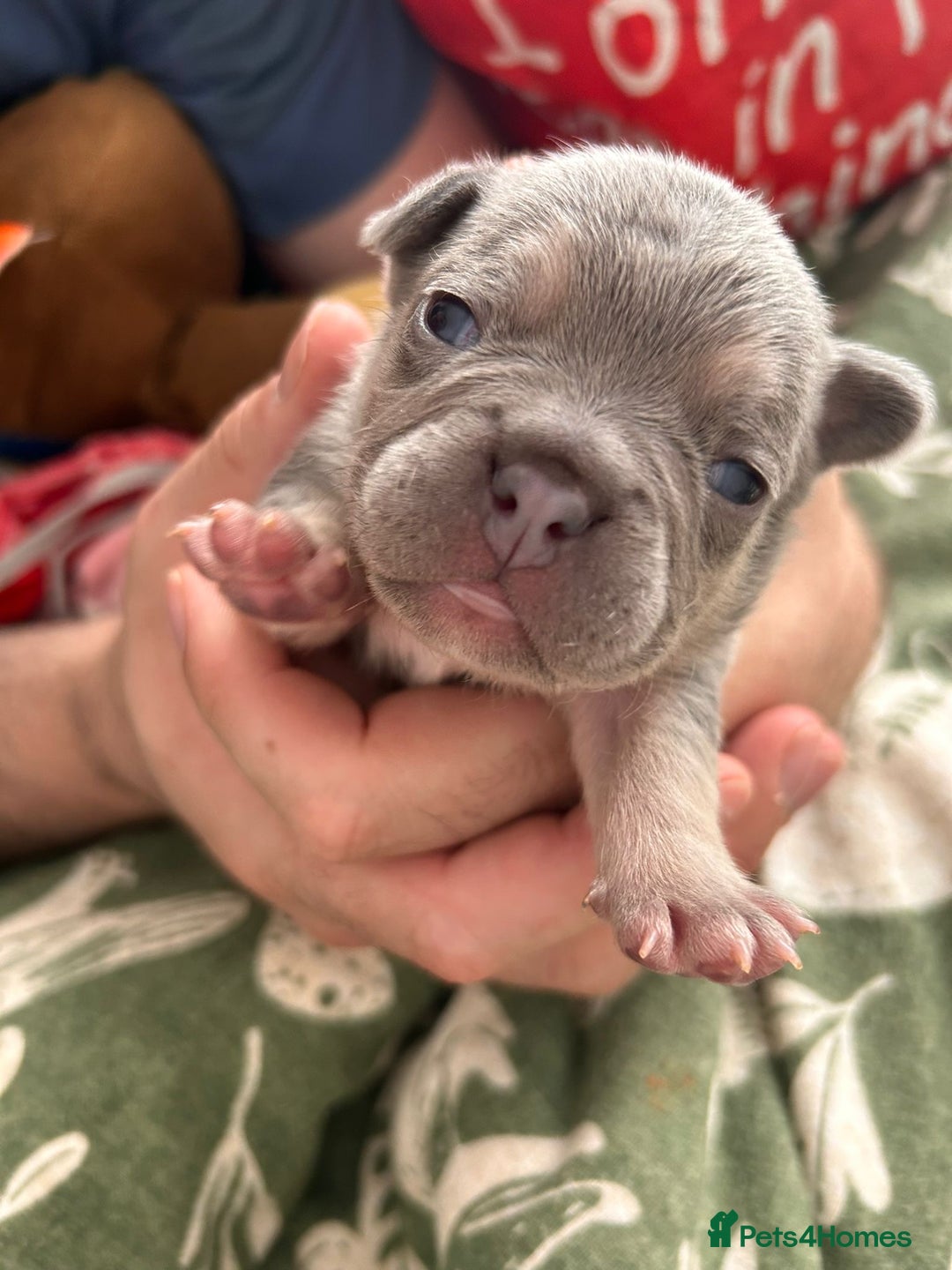 French Bulldog dogs for sale: Lilic and Isabella frenchies - Image 2