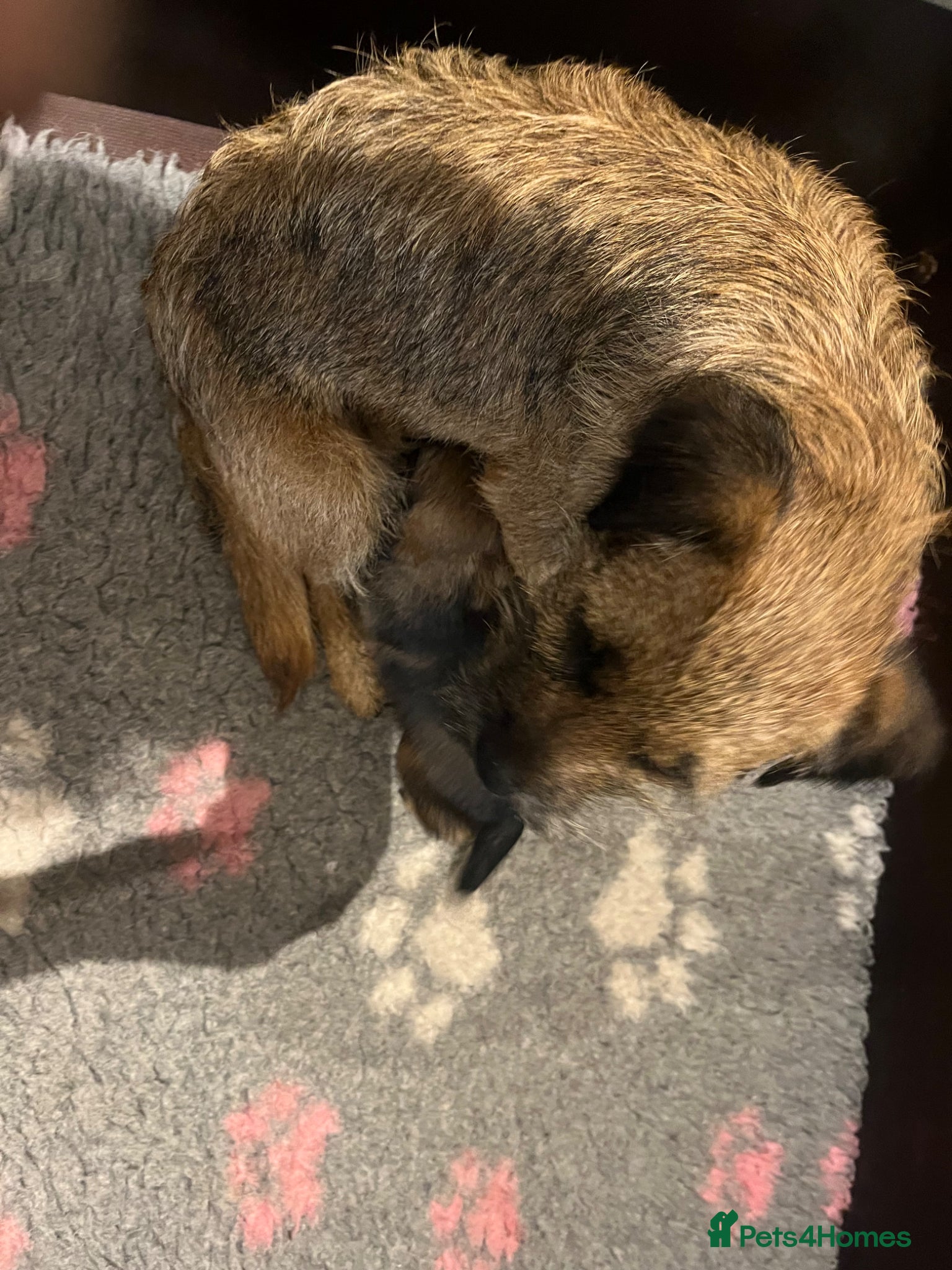 Border Terrier dogs Beautiful KC Reg Border Terrier Pups - Advert 1