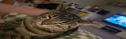 Mixed Breed cats for sale: Girl kitten  - Advert 1