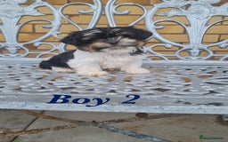 Shorkie dogs for sale: 4 beautiful shorkie pups fully vaccinated  - Image 9