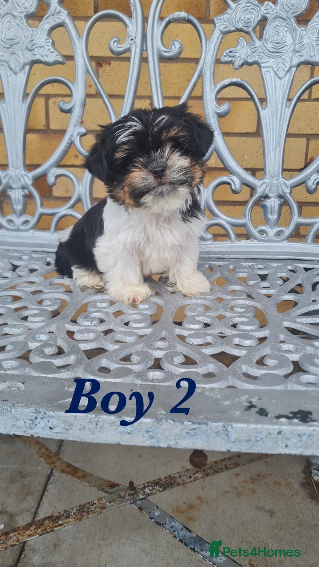 Shorkie dogs for sale: 4 beautiful shorkie pups fully vaccinated  - Image 9