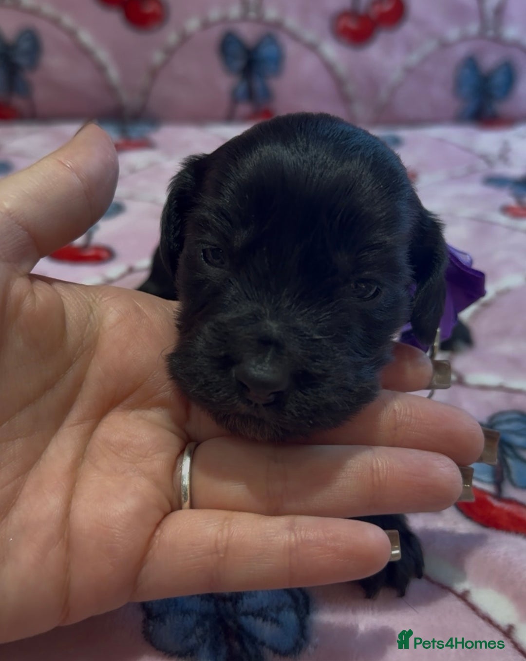 Cocker Spaniel dogs for sale: Gorgeous cocker spaniel READY TO LEAVE TODAY - Advert 13