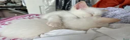 Ragdoll cats for sale: Gorgeous Ragdoll Kittens - Advert 15