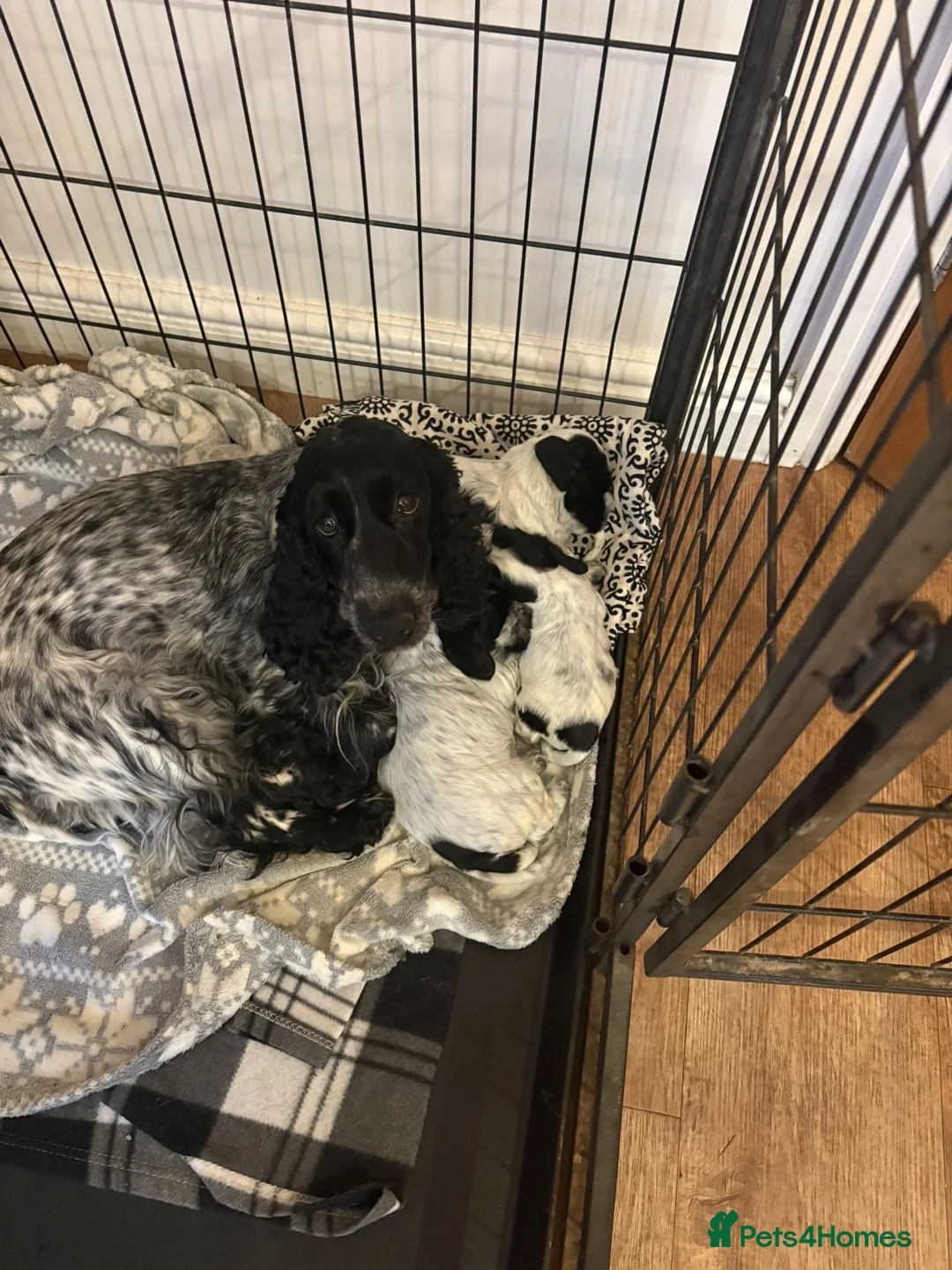 Cocker Spaniel dogs for sale: Beautiful Blue Roan Cocker Spaniel Bitch  - Advert 2