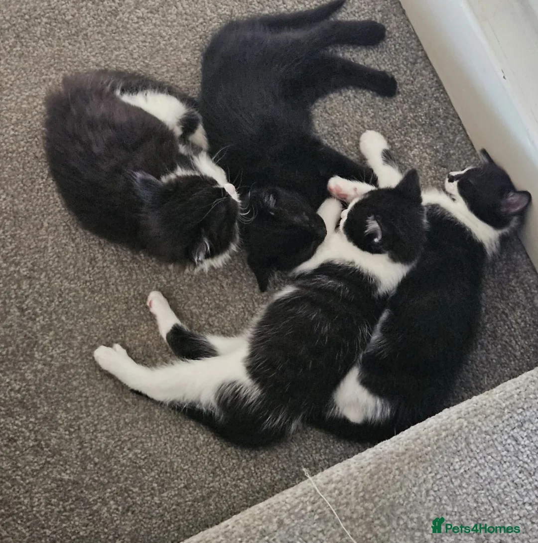 Mixed Breed cats for sale: Cute Kittens - Advert 2