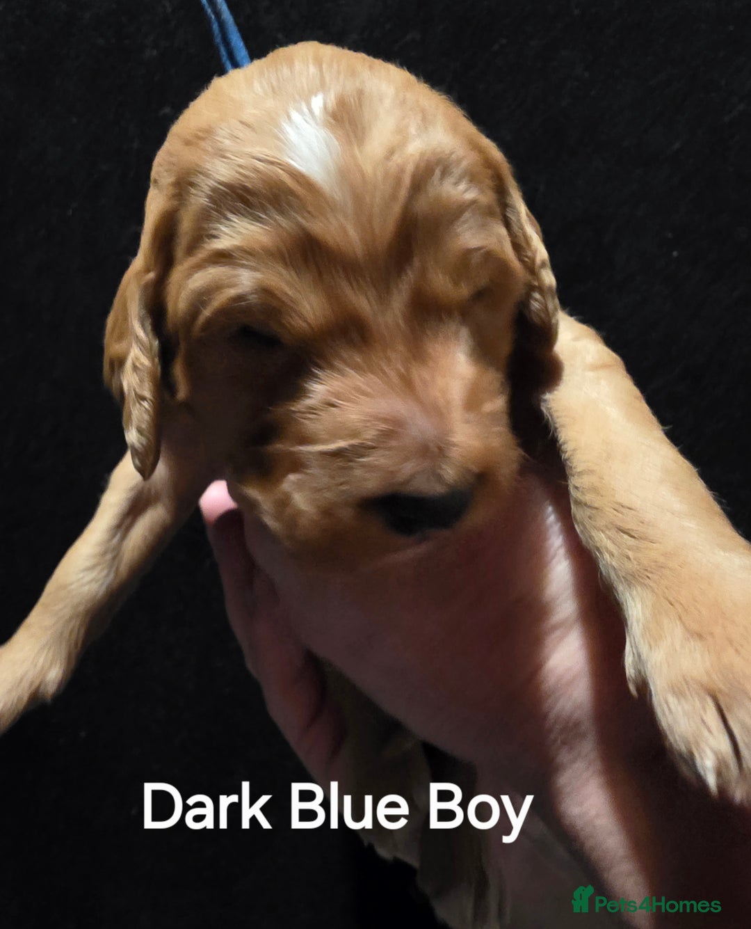 Goldendoodle dogs for sale: Fully Health Tested F1 Goldendoodles - Advert 14