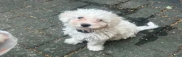 Maltese dogs for sale: 2 lovely Maltese female available  in Romford - Advert 1