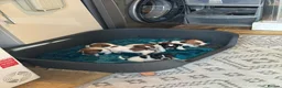Jack Russell dogs for sale: Old fashion type Miniature jack russell puppies - Advert 28