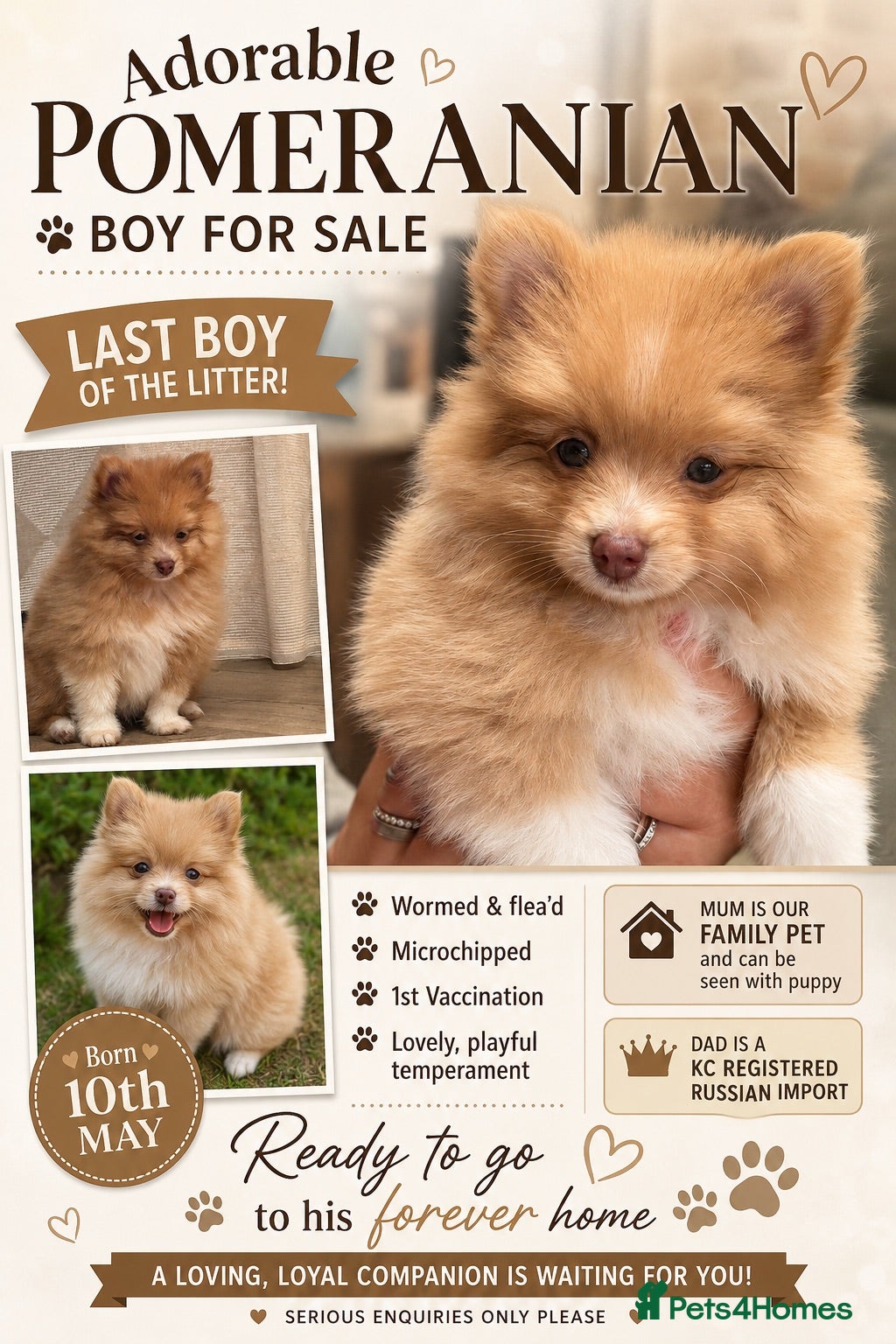 Pomeranian dogs Cream Pomeranian Boy  - Advert 11