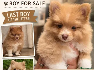 Pomeranian dogs Cream Pomeranian Boy - Advert 11
