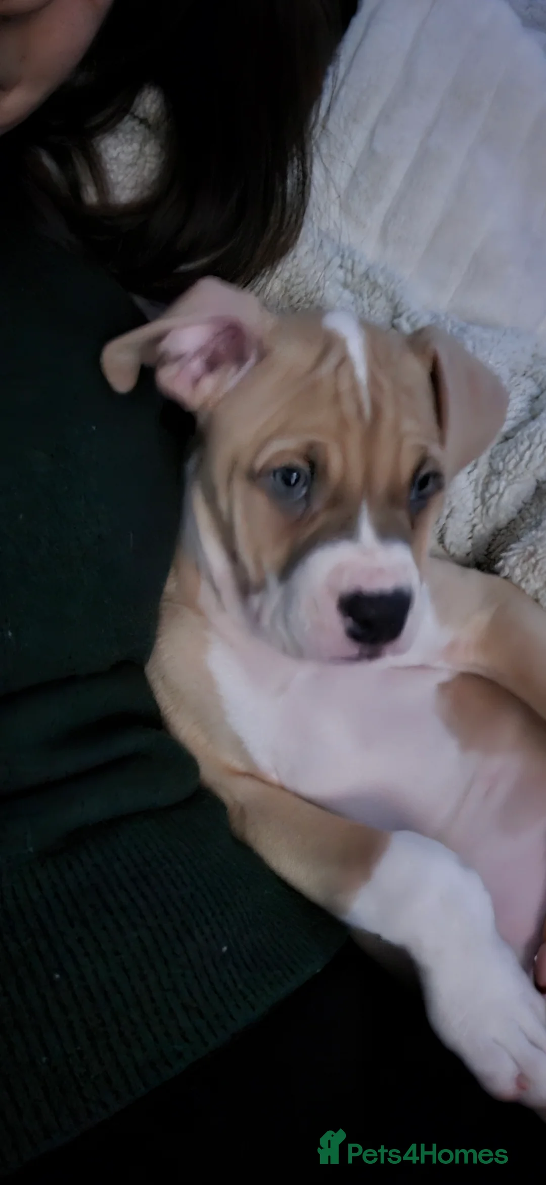 American Bulldog dogs for sale: Beautiful little girl left - Advert 2