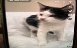 Domestic Shorthair cats for sale: 5 kittens available now  - Image 9