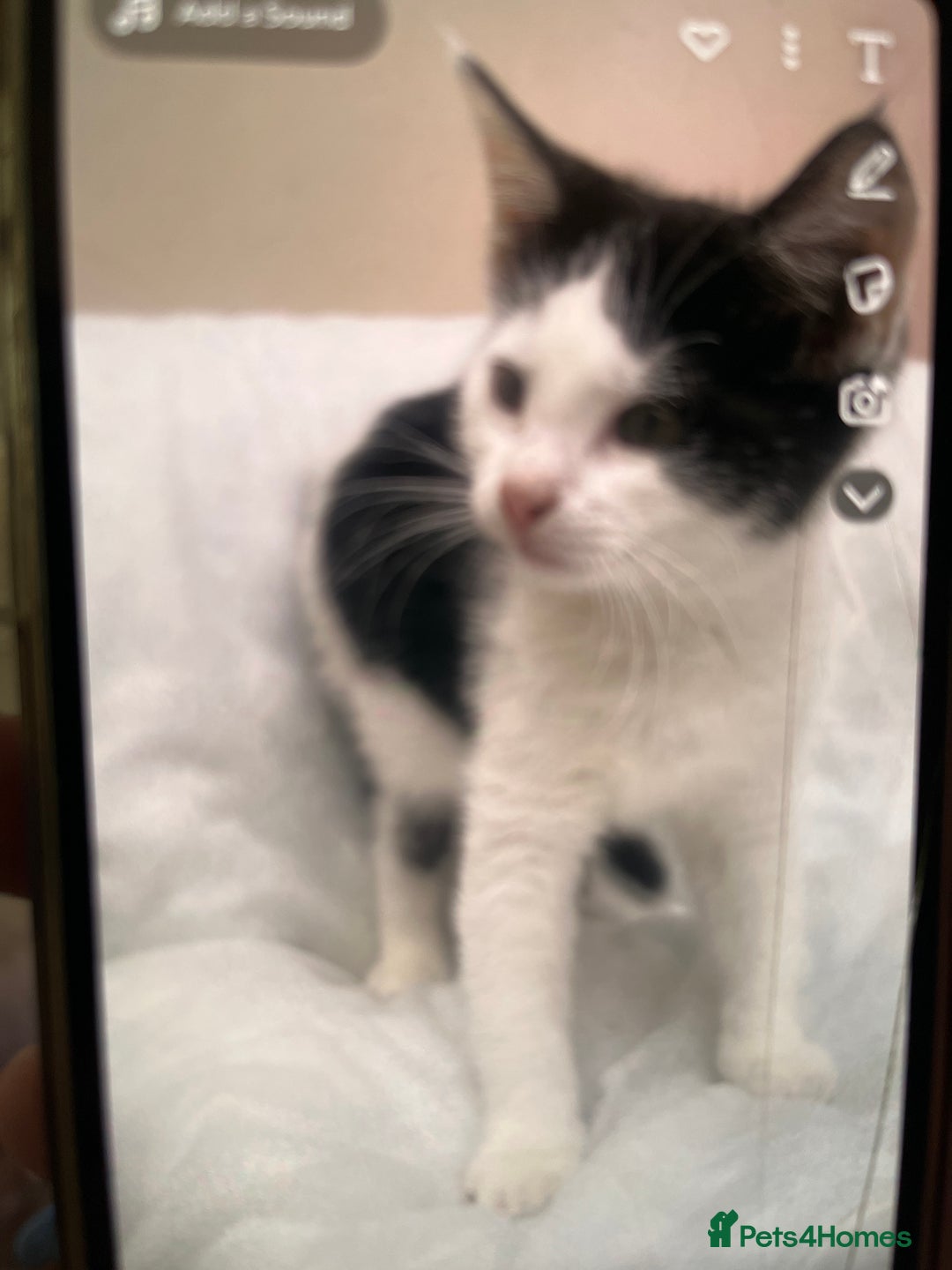 Domestic Shorthair cats for sale: 5 kittens available now  - Image 9