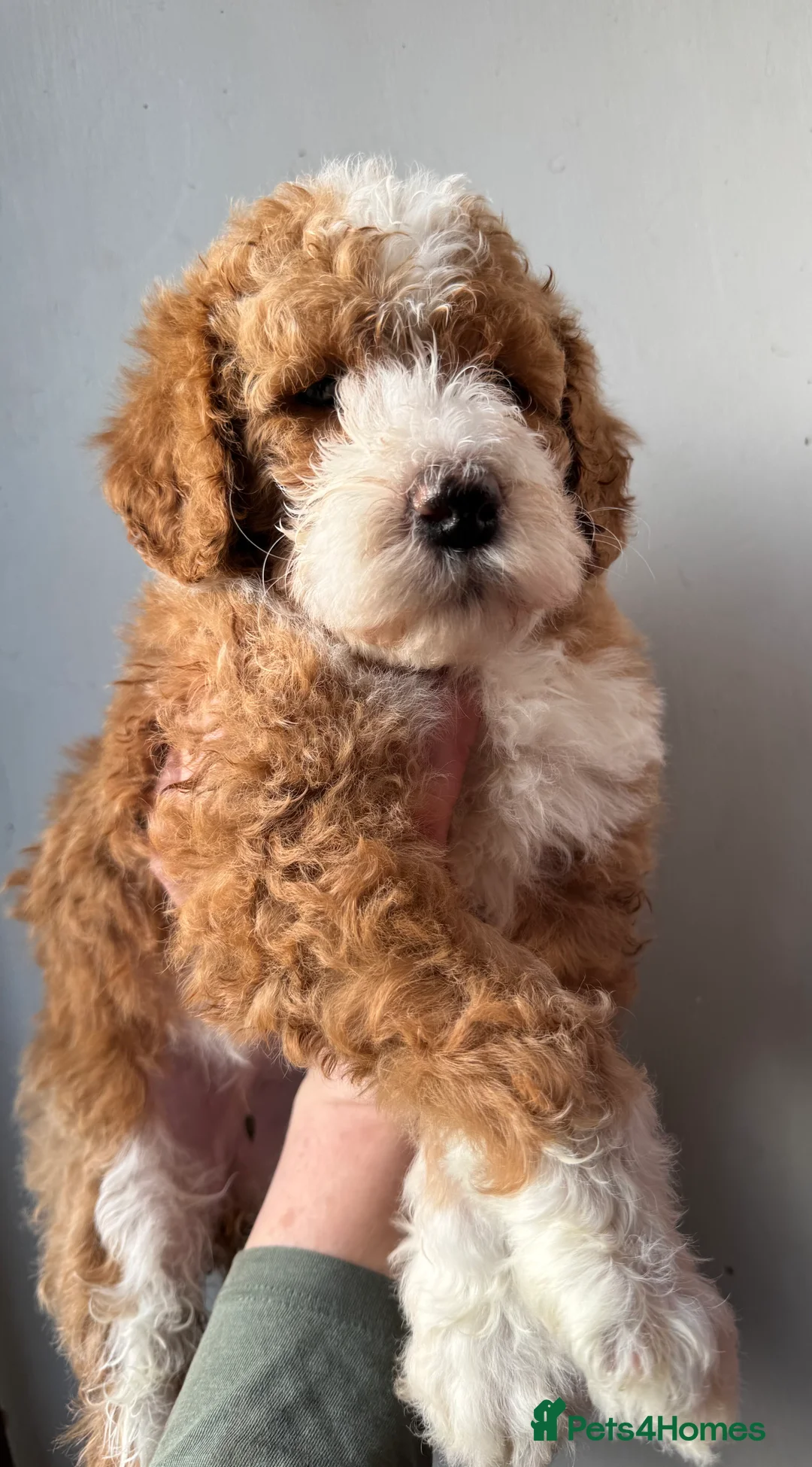 Bernedoodle dogs for sale: Female standard size F1b BERNEDOODLE pup's ❤️ - Advert 3